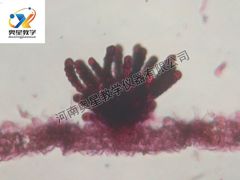 多孢锈菌