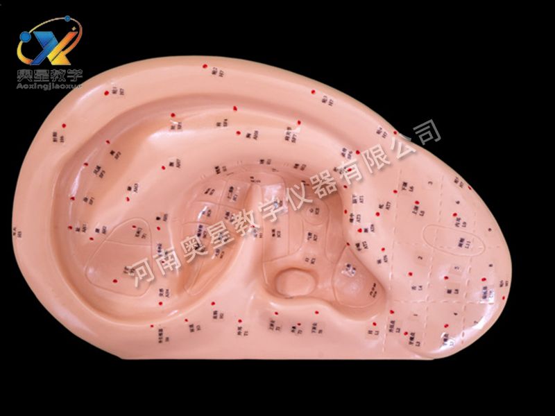 耳针灸模型