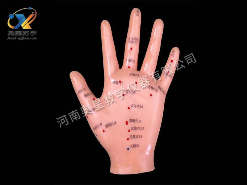 手针灸模型